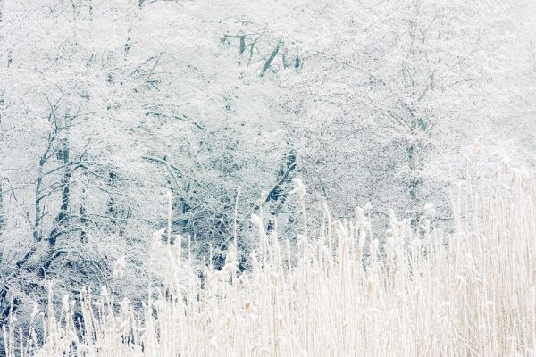 PHOTOWALL / Forest (e313218)