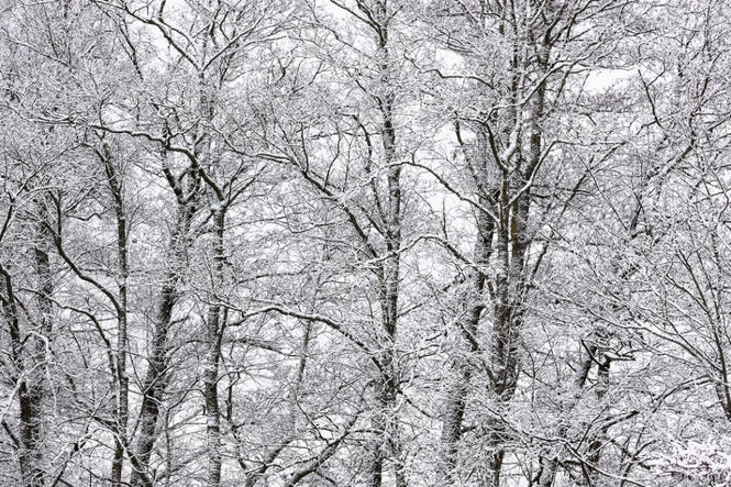 PHOTOWALL / Trees (e313220)