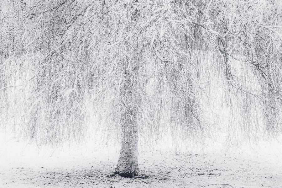 PHOTOWALL / Big Frozen Tree (e313221)