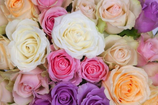 PHOTOWALL / Colorful Roses (e313224)