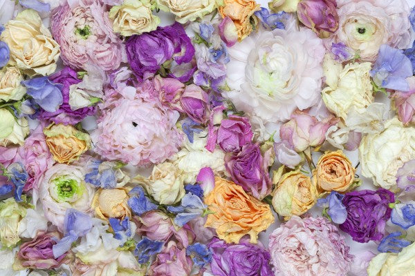 PHOTOWALL / Garden Roses III (e313236)