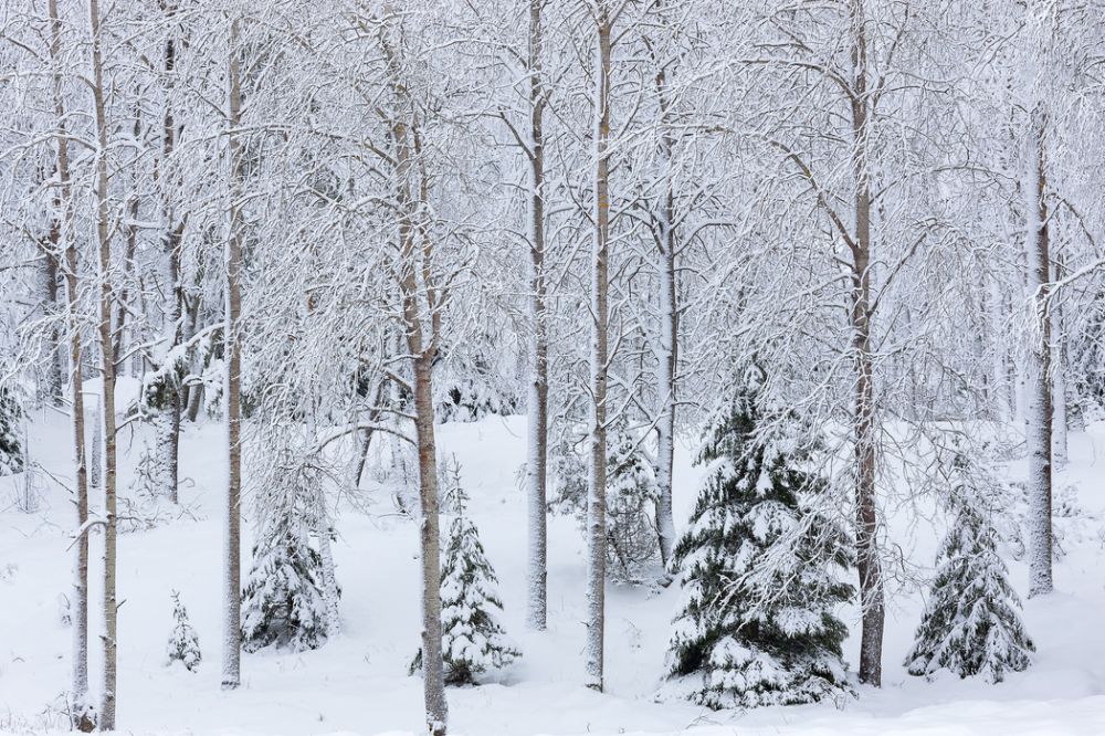 PHOTOWALL / Snow in the Forest (e313243) | 輸入壁紙専門店 WALPA