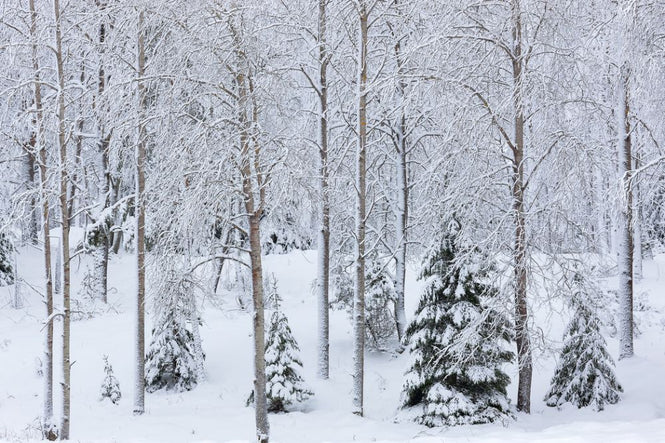 PHOTOWALL / Snow in the Forest (e313243)