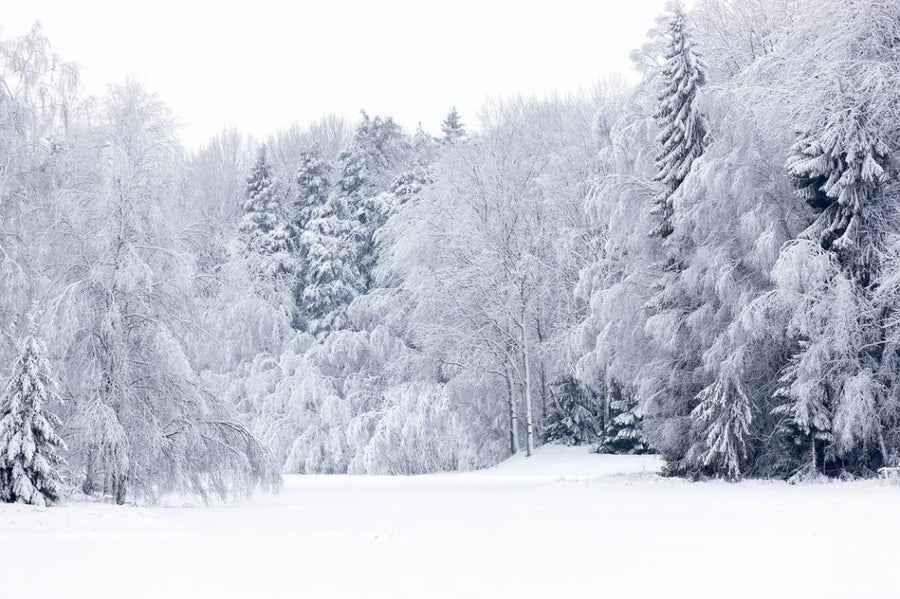 PHOTOWALL / Forest Snow (e313244)