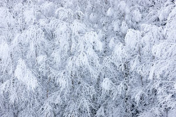 PHOTOWALL / Snow in the Trees (e313245)
