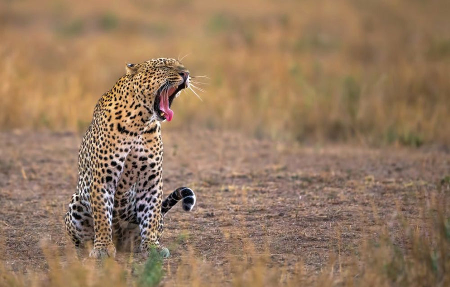 PHOTOWALL / Yawning Leopard (e313102)