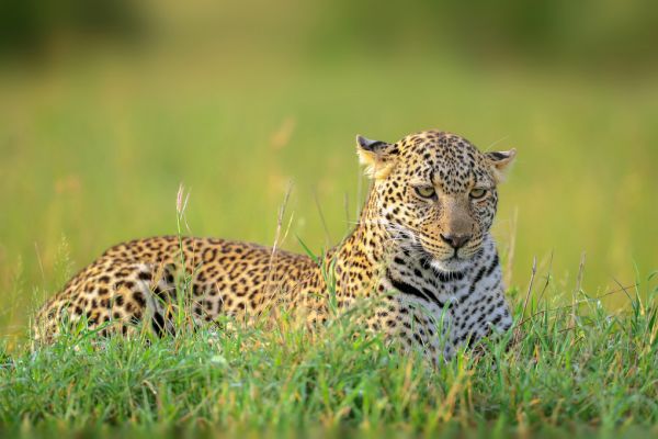 PHOTOWALL / Leopard (e313122)