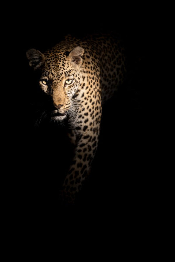 PHOTOWALL / Out of the Darkness (e313125)