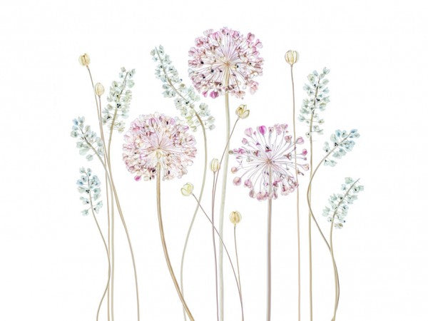 PHOTOWALL / Allium (e313132)