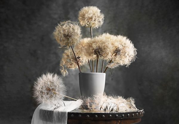 PHOTOWALL / Dandelion Seed Pod (e313139)