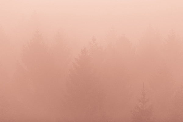 PHOTOWALL / Forest Fog (e313388)