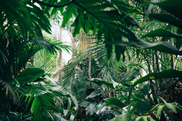 PHOTOWALL / Jungle Plants (e313389)