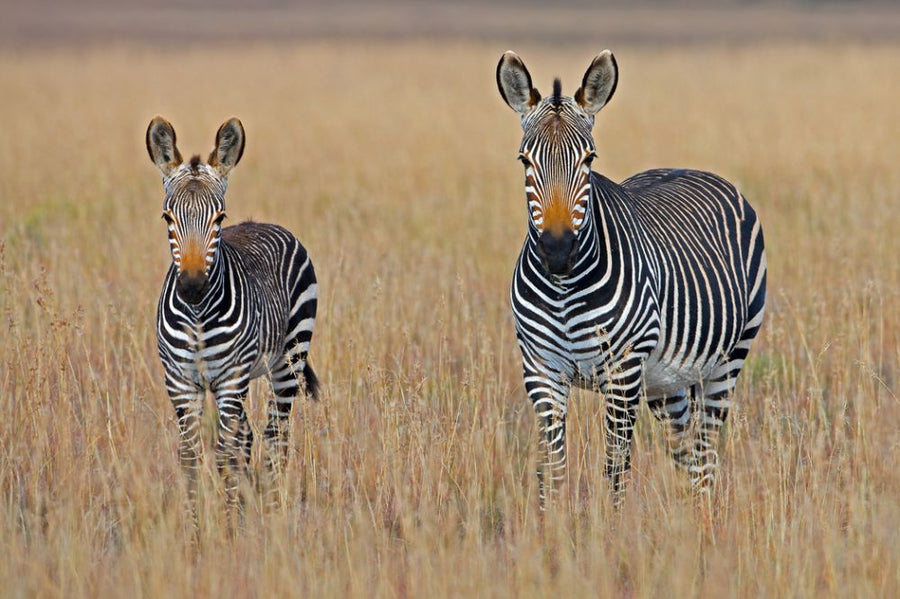 PHOTOWALL / Zebra at National Park (e313518)