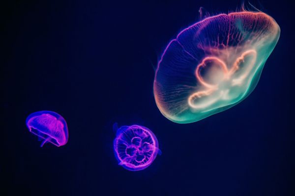 PHOTOWALL / Jellyfish (e313525)