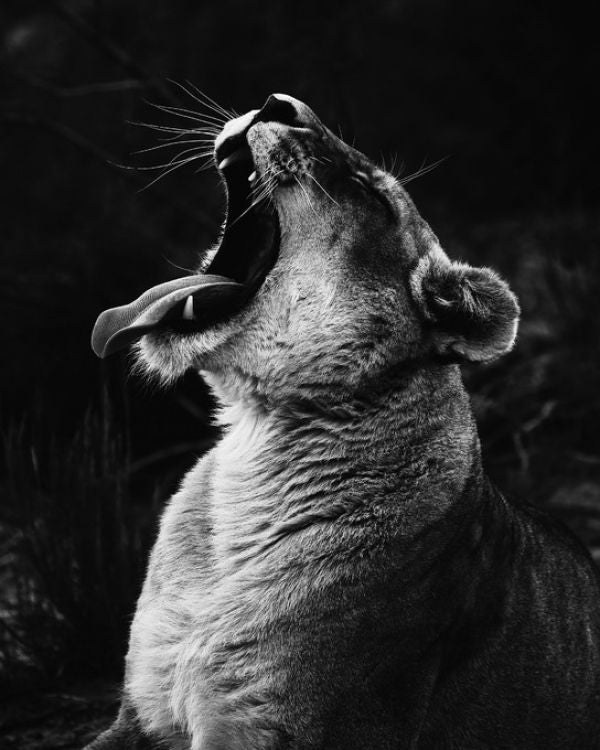 PHOTOWALL / Yawning Lioness (e313526)