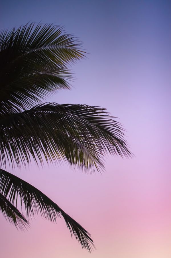 PHOTOWALL / Palm Tree (e313528)