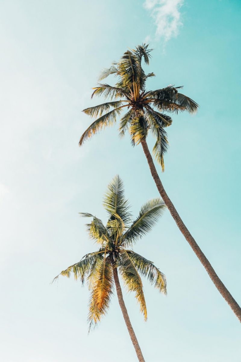 PHOTOWALL / Coconut Palm Tree (e313531)