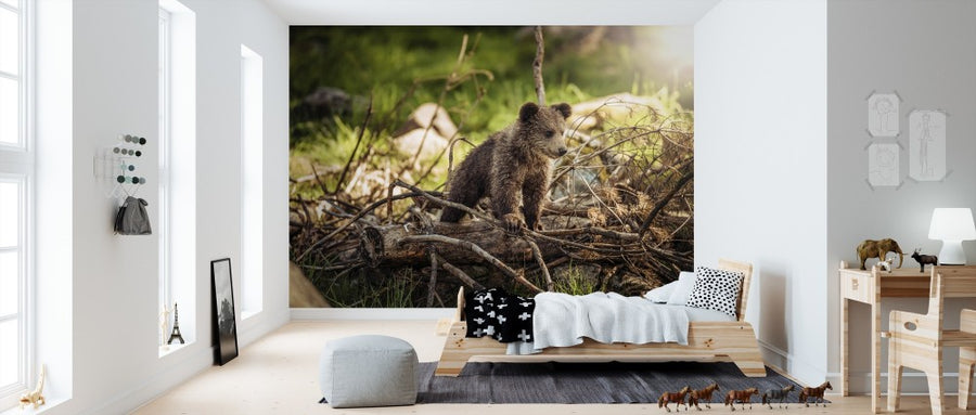 PHOTOWALL / Cub in the Woods (e313533)