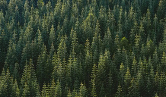 PHOTOWALL / Pine Tree Forest (e313535)