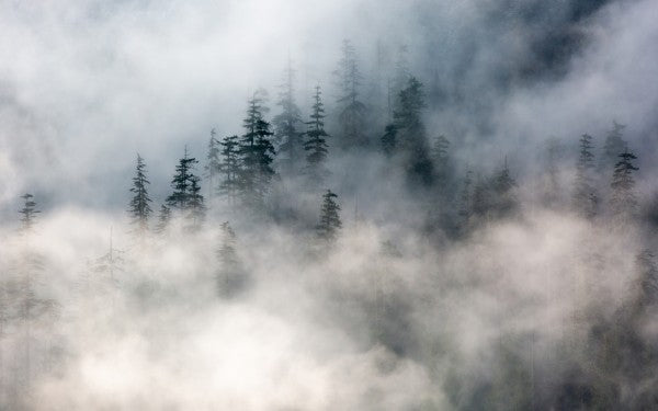 PHOTOWALL / Forest Fog (e313550)