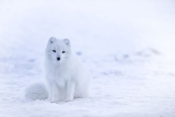 PHOTOWALL / Artic Fox (e313552)