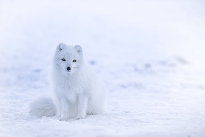 PHOTOWALL / Artic Fox (e313552)