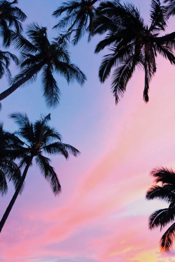 PHOTOWALL / Palm Tree and Colorful Sky (e313558)
