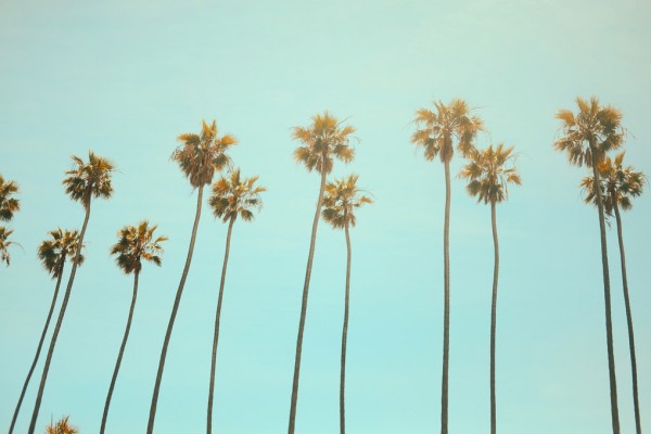 PHOTOWALL / Santa Monica Palm Trees (e313564)
