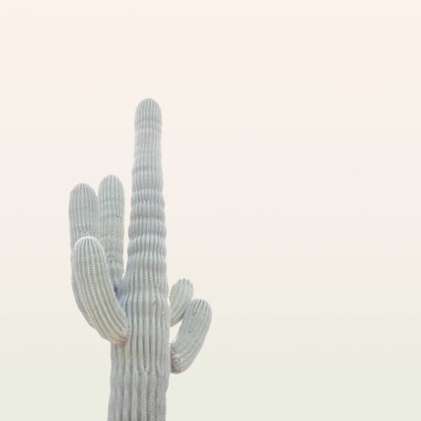 PHOTOWALL / Hedgehog Cactus (e313567)