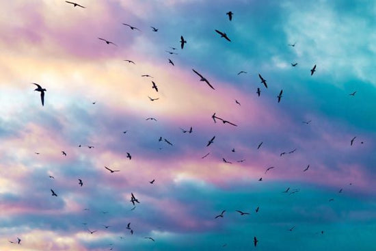 PHOTOWALL / Birds in Colorful Sky (e313611)
