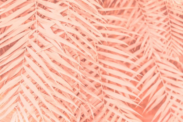 PHOTOWALL / Toned Tropical Palm Leaves (e313646)