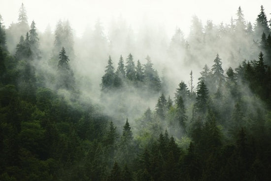 PHOTOWALL / Foggy Forest (e313674)