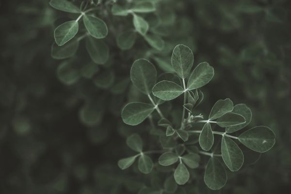 PHOTOWALL / Low Key Leaf (e313680)
