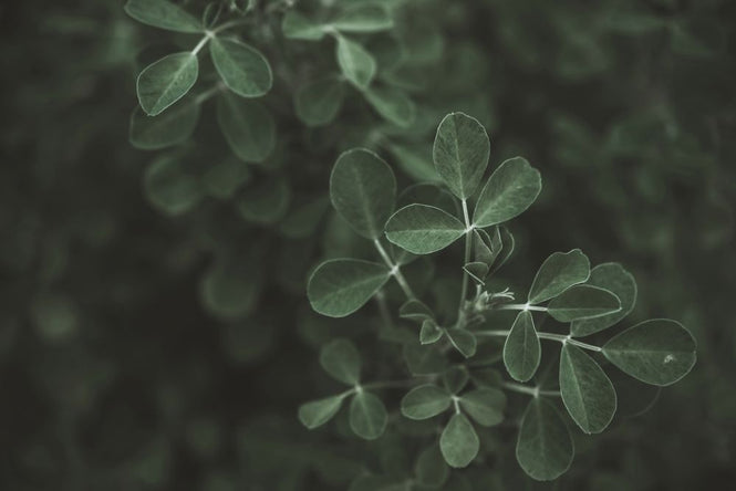 PHOTOWALL / Low Key Leaf (e313680)