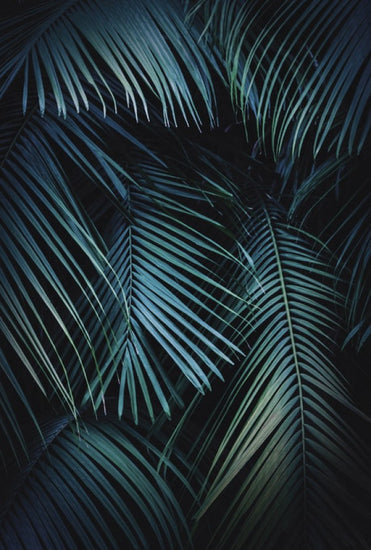 PHOTOWALL / Palm Leaves in the Night (e313688)