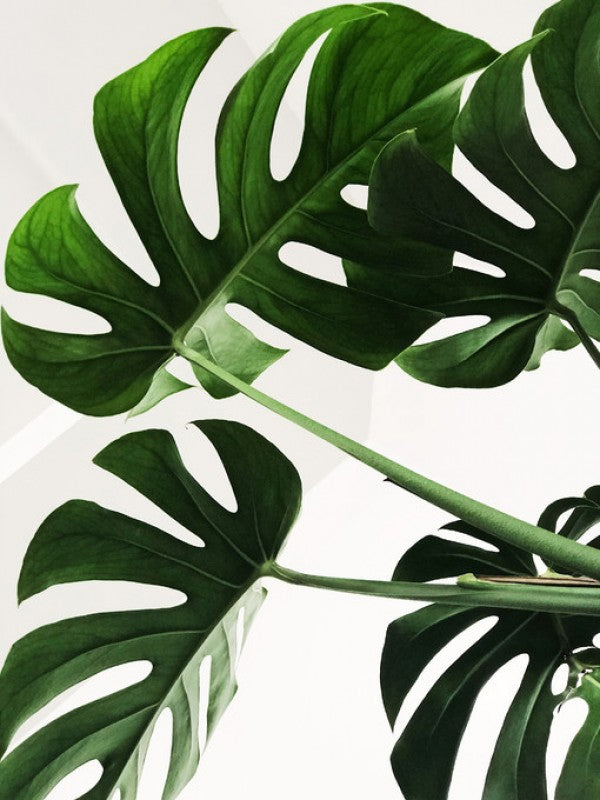 PHOTOWALL / Monstera Leaves (e313402)