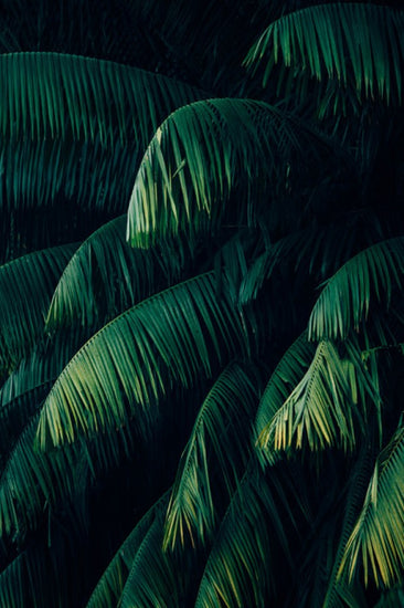 PHOTOWALL / Tropical Palm Leaves (e313404)