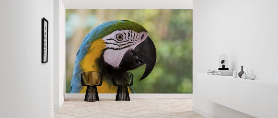 PHOTOWALL / Colorful Macaw (e313413)