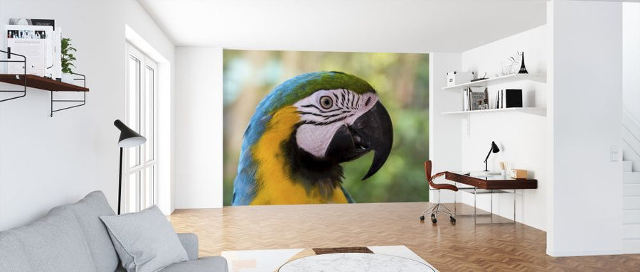PHOTOWALL / Colorful Macaw (e313413)