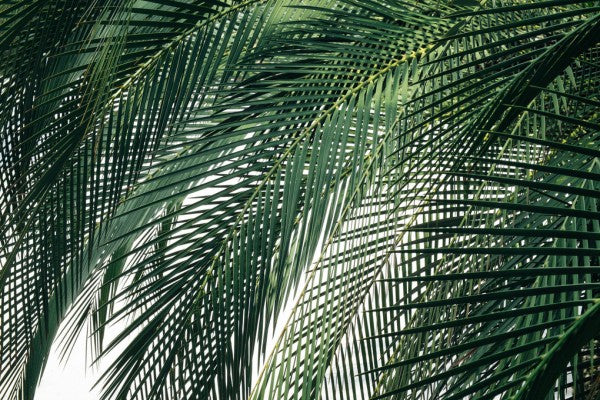 PHOTOWALL / Palm Tree (e313416)