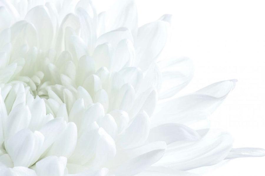 PHOTOWALL / White Flower Blossom (e313423)
