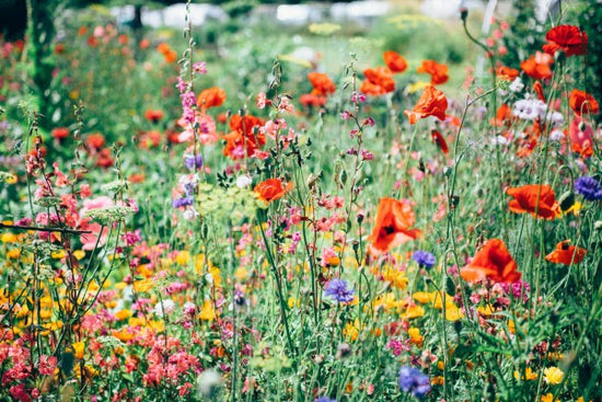 PHOTOWALL / Beautiful Wildflower (e313440)