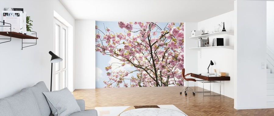 PHOTOWALL / Cherry Blossoms (e313447)