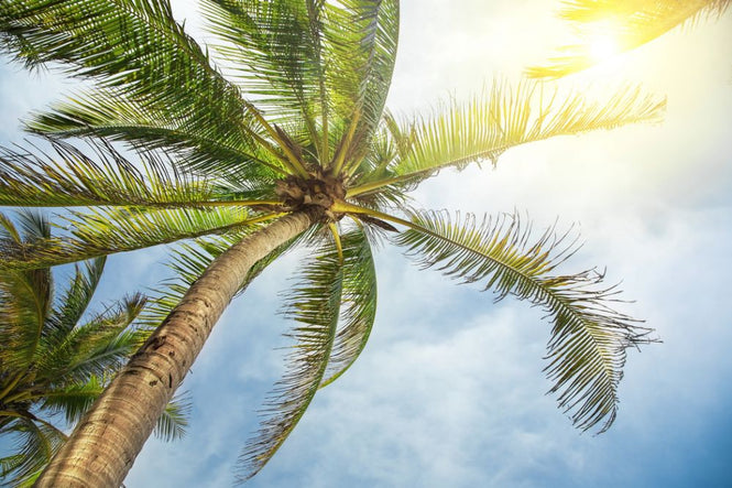 PHOTOWALL / Chaum Tropical (e313874)