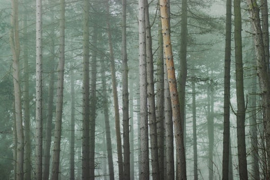 PHOTOWALL / Misty Forest (e313880)