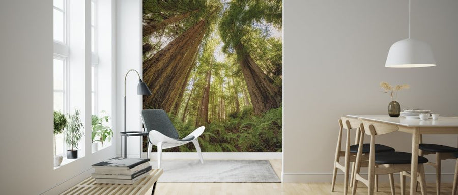 PHOTOWALL / Redwood Forest (e313884)