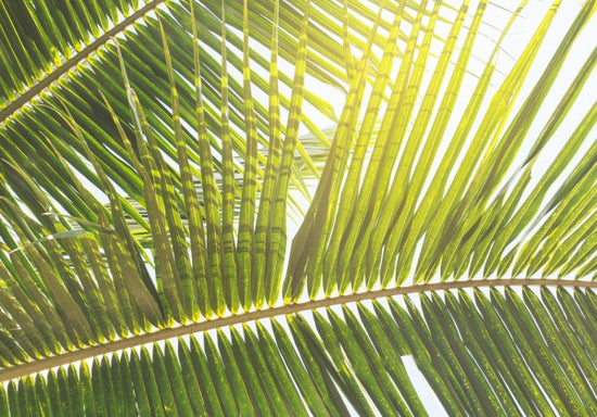 PHOTOWALL / Sunlight trough Palm Leaf (e313889)