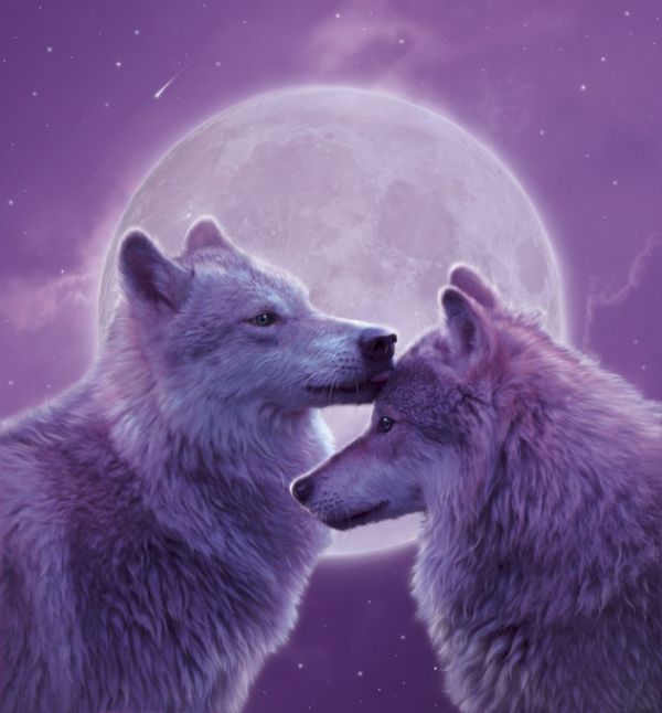 PHOTOWALL / Loving Wolves (e313844)