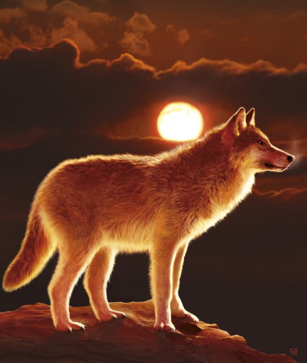 PHOTOWALL / Sunset Wolf (e313857)