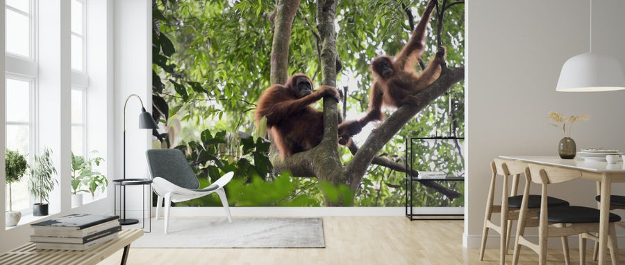 PHOTOWALL / Female and Infant Orangutan (e314300)